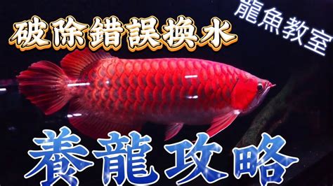 龍魚換水|【龍世界】新手玩家如何用正確方式為魚缸換水。錯誤的換水方式。